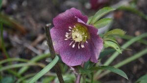 Fiori invernali da piantare adesso per una fioritura continua durante i mesi freddi