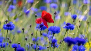 Perché è una buona idea piantare i fiori selvatici in giardino