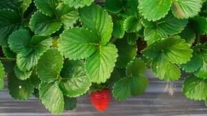 I benefici delle foglie di fragola: la gemma nascosta della natura