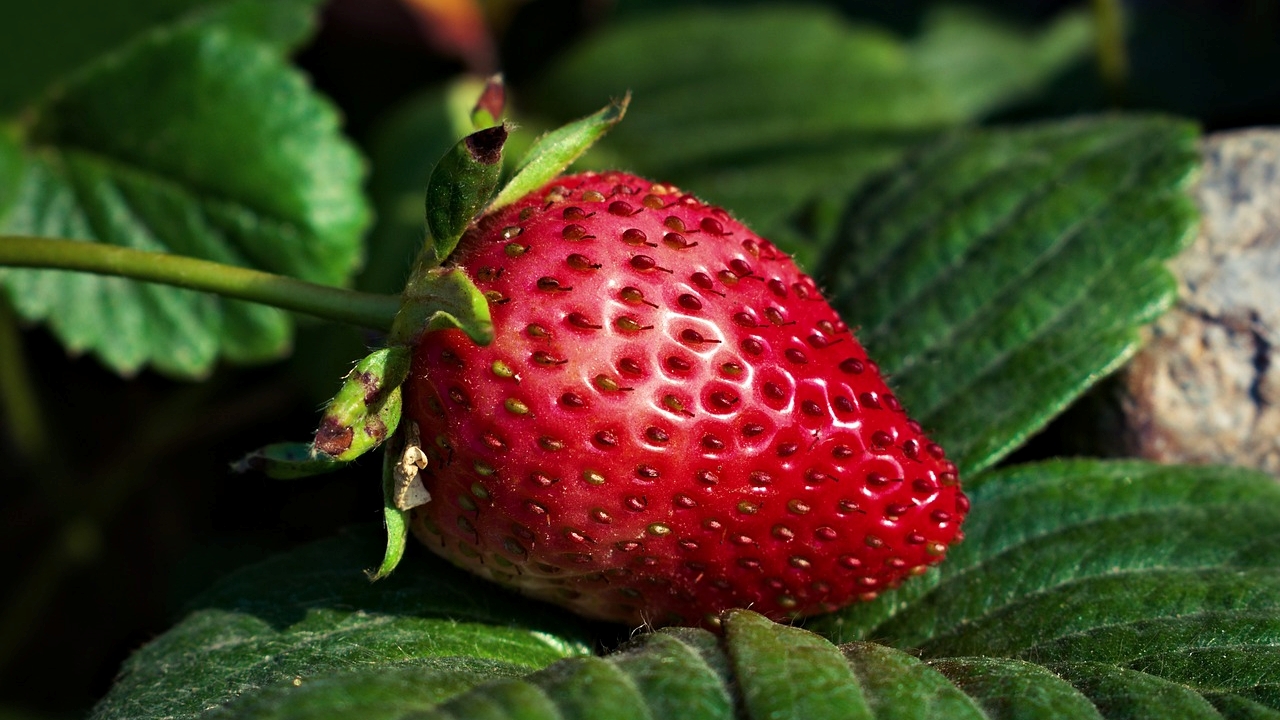 fragola cresciuta