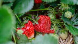 Fragole in autunno: come sistemare l’orto in vista dell’inverno