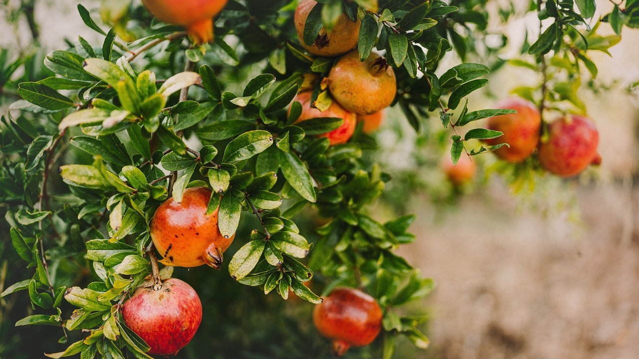 benefici buccia melograno