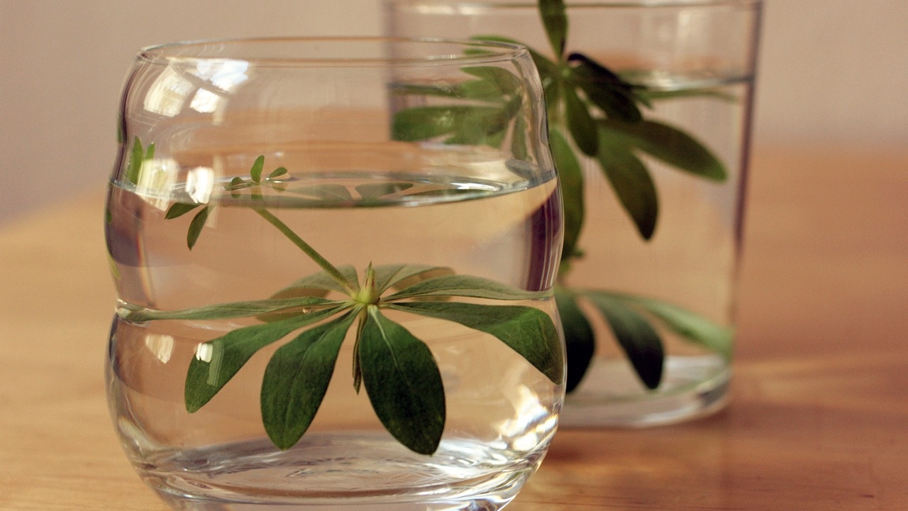 galium aparine in bicchiere