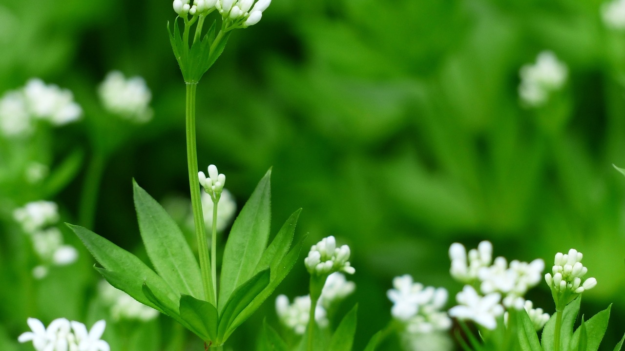 fiori di galium aparine