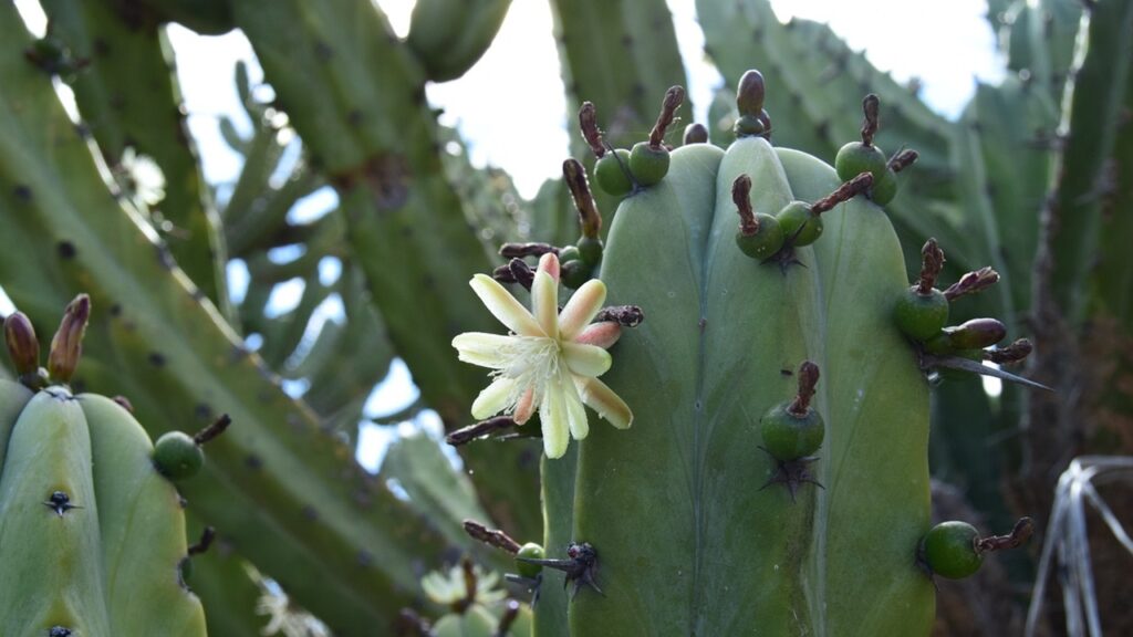 Garambullo, da un cactus del deserto messicano il frutto che non ti aspetti