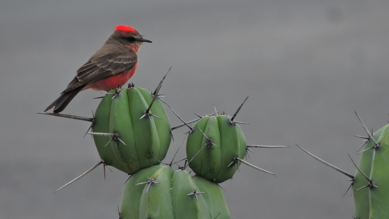 garambullo cactus