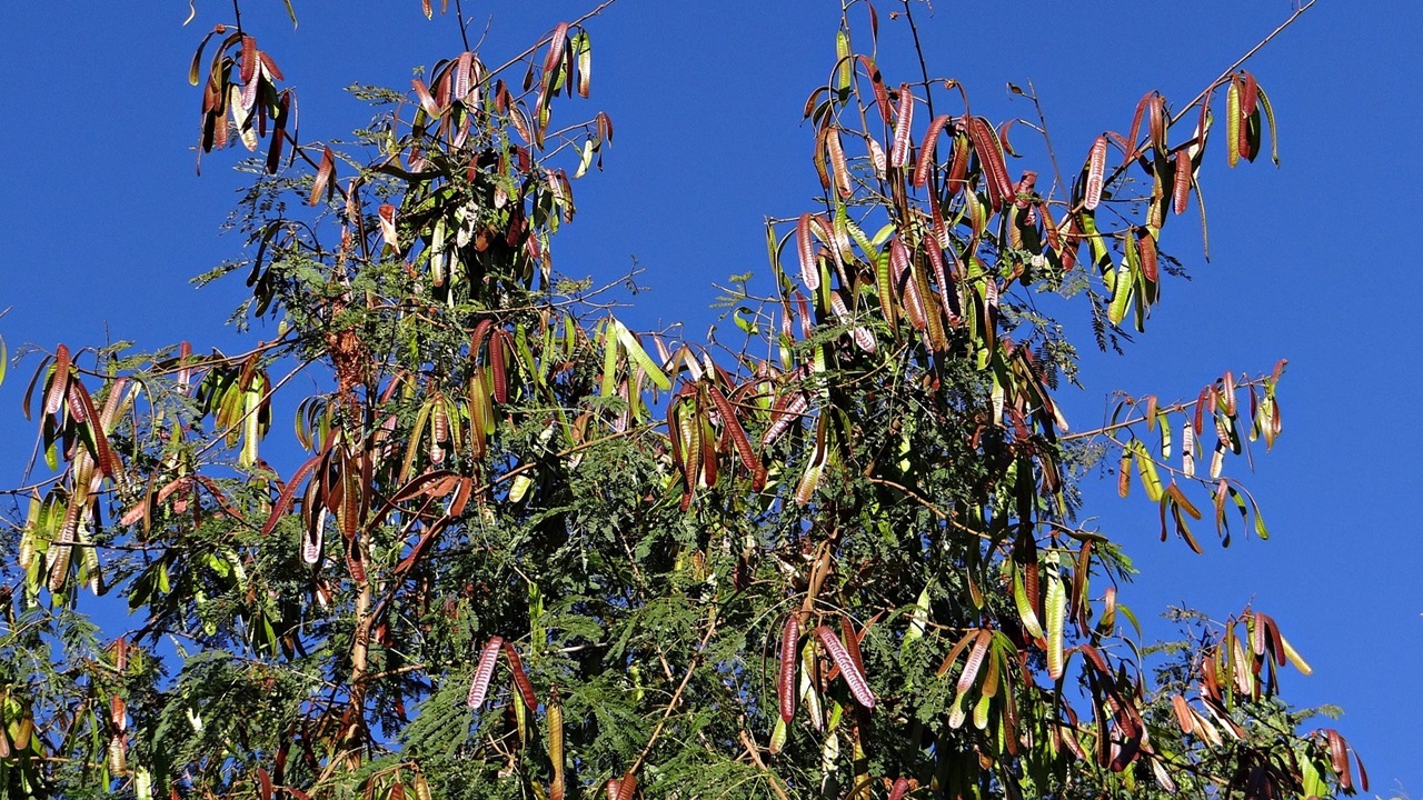 leucaena guaje