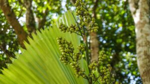 Licuala grandis: come prendersi cura di questa palma dalle foglie incredibili