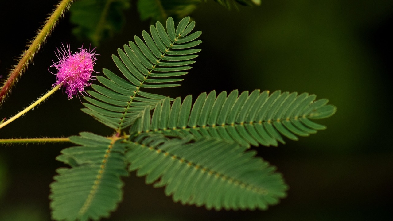 semi di mimosa pudica