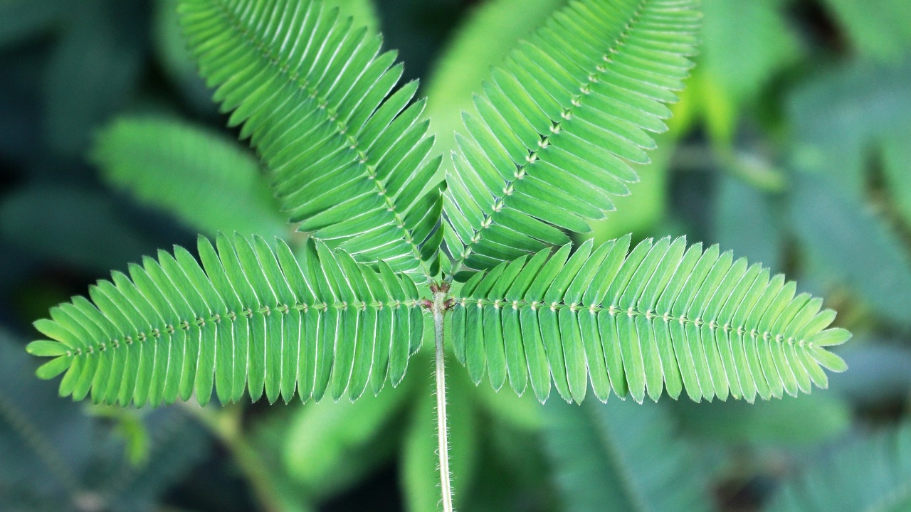 foglie di mimosa pudica