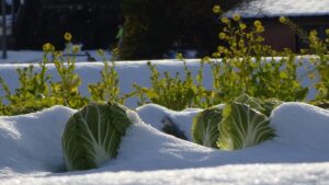 Orto e giardino di dicembre: cosa piantare