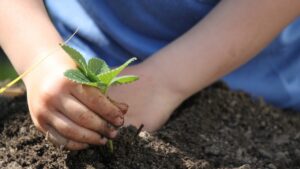 Come realizzare un piccolo orto in cassetta insieme ai bambini