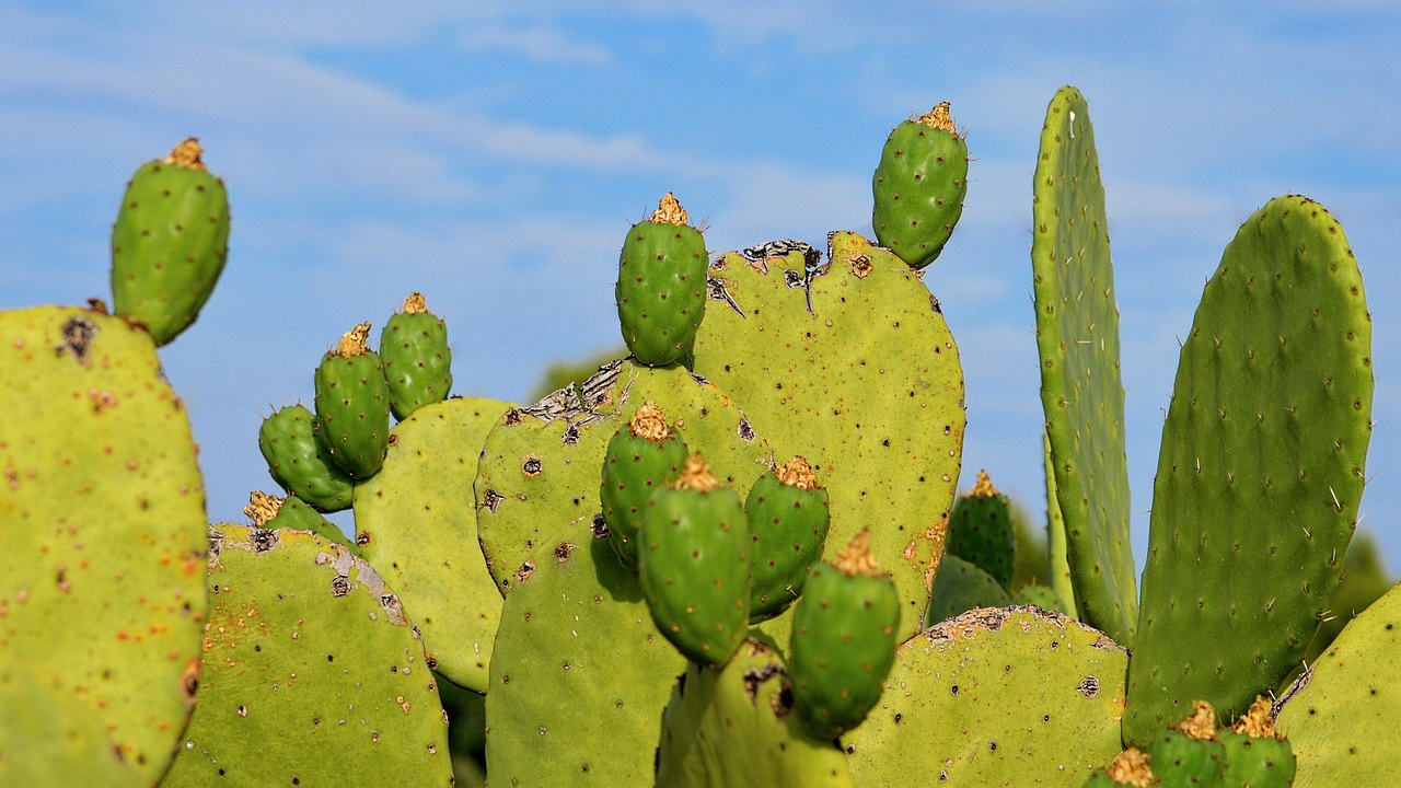 benefici pale fichi d'India