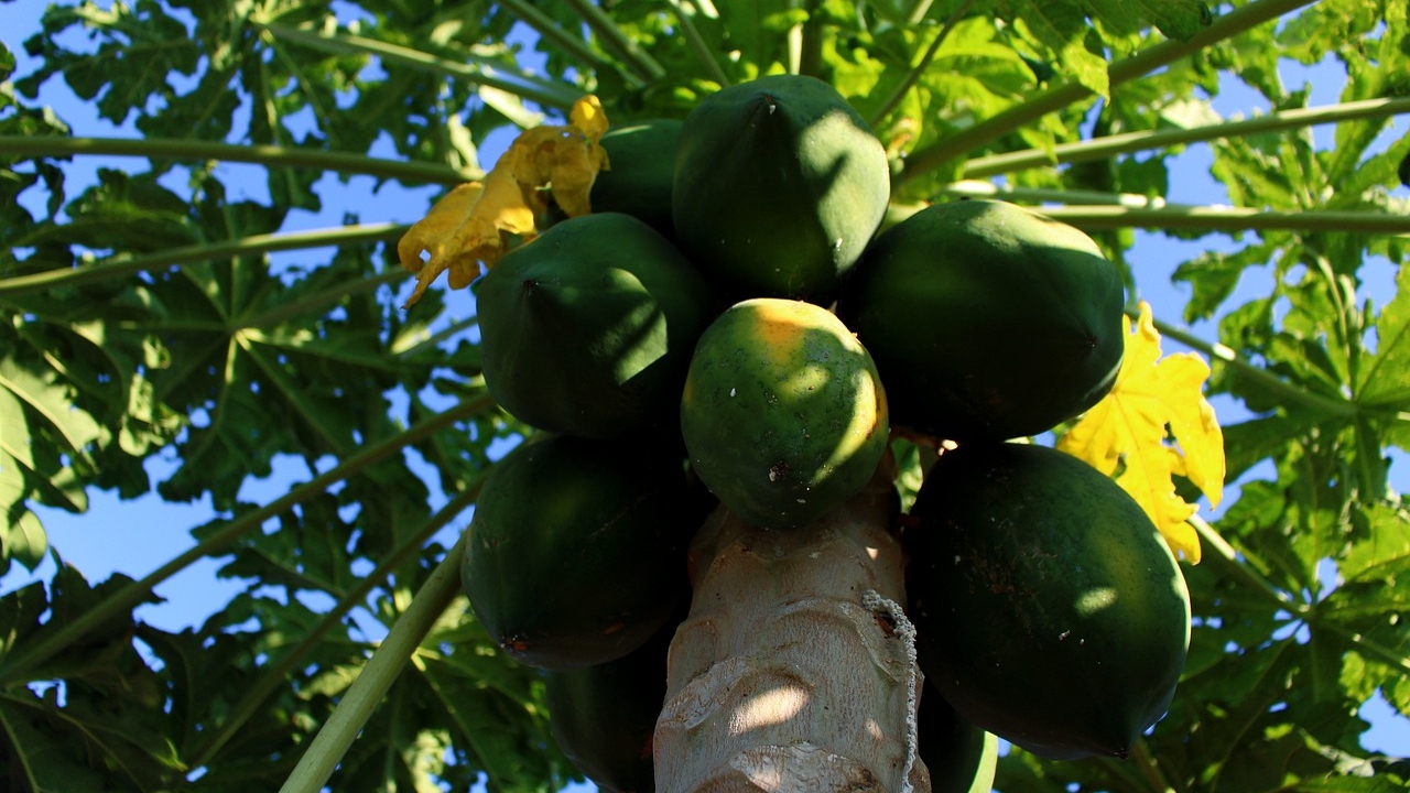 albero di papaya