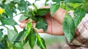 Il potere delle foglie di peperoncino: benefici per la salute e usi pratici