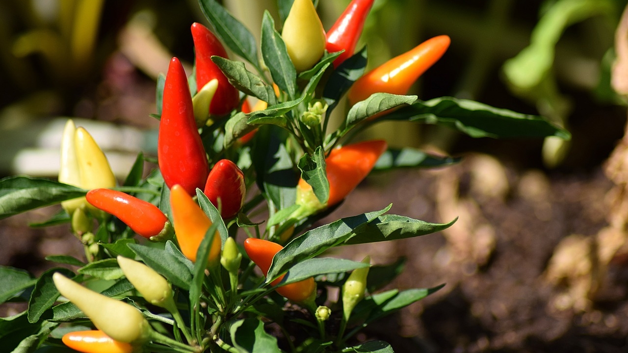 peperoncino rosso