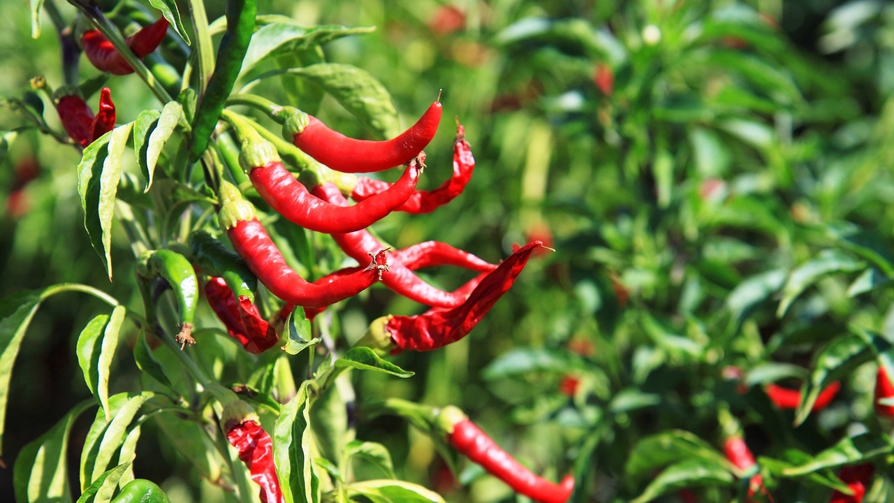 piantina di peperoncino