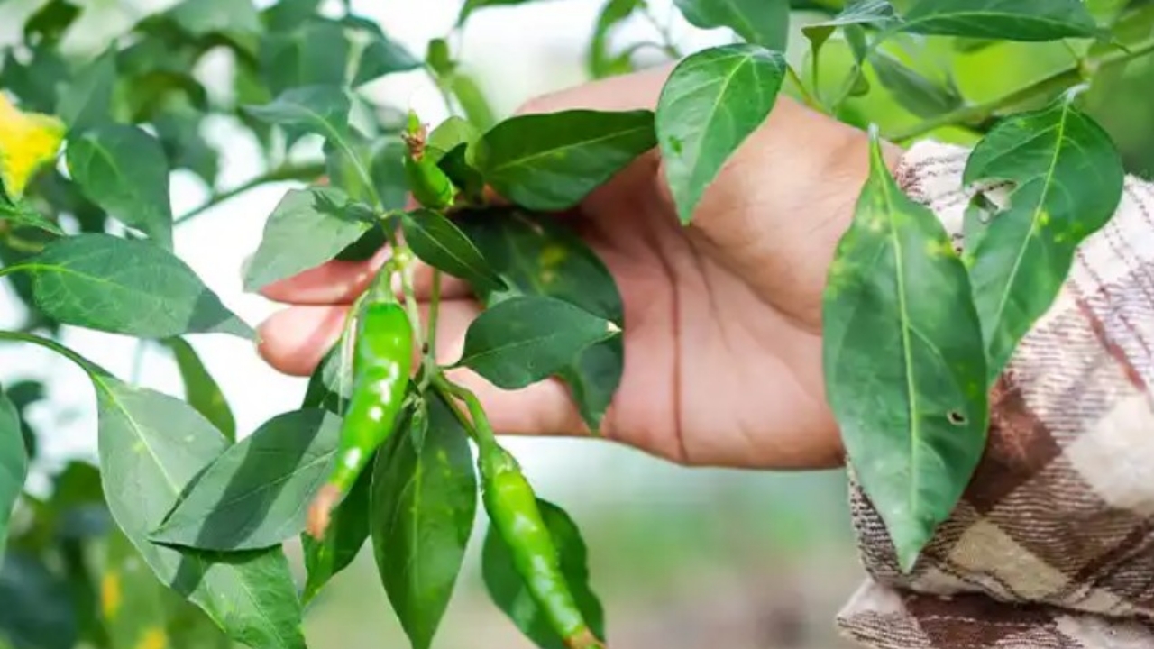 pianta di peperoncino