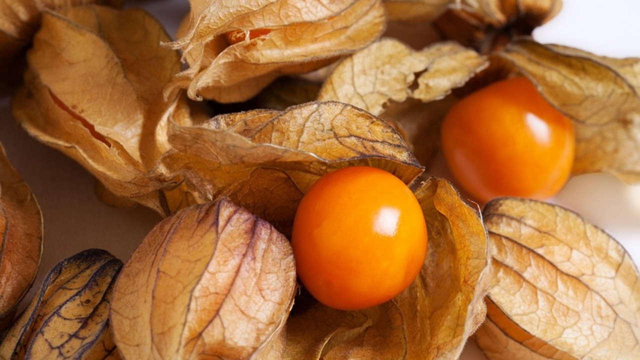 physalis peruviana raccolta