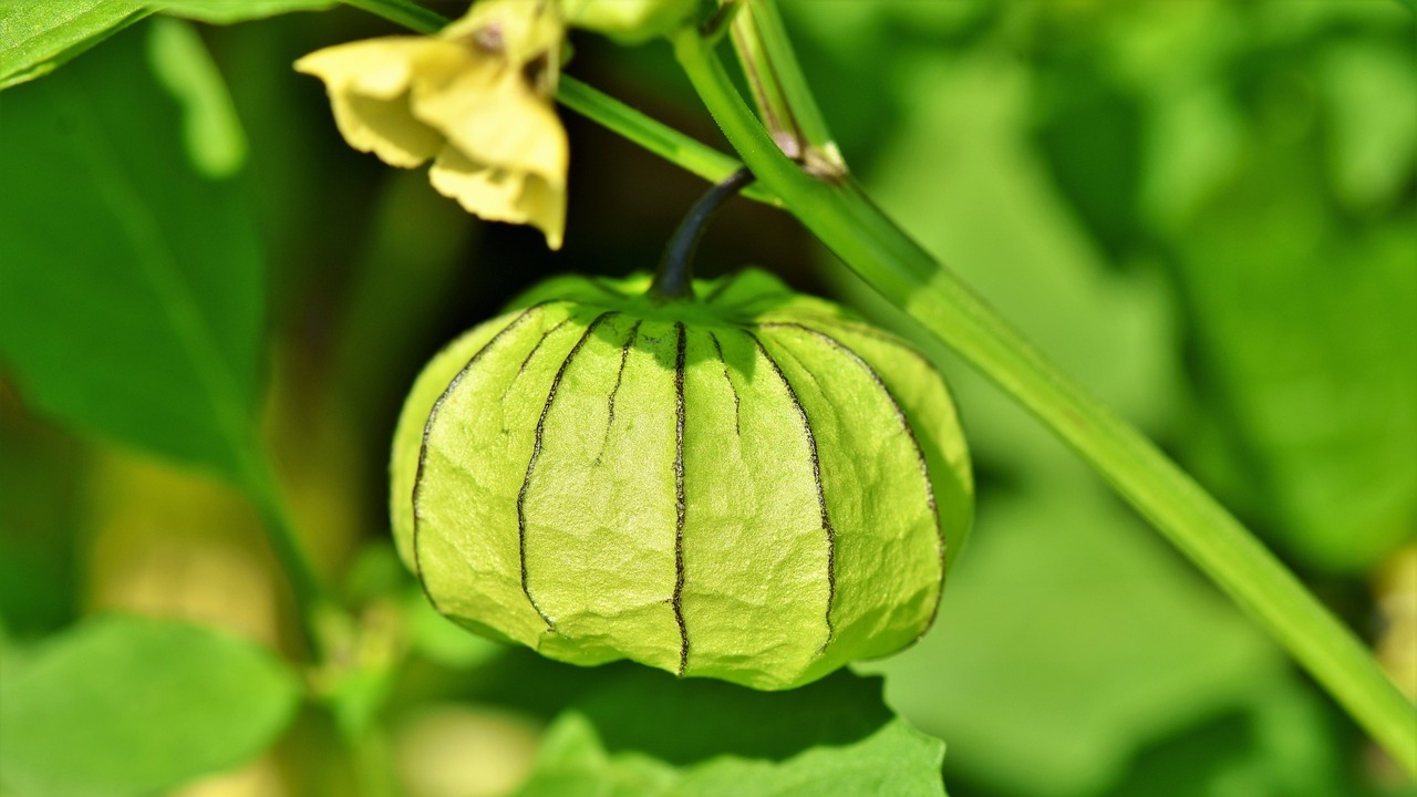 pianta di physalis peruviana