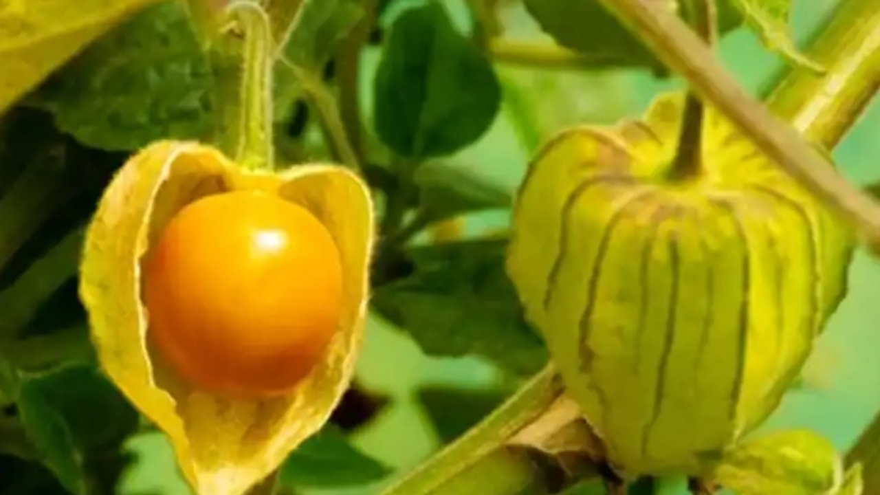 pianta di physalis peruviana