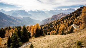 I 3 migliori pini per l’albero di Natale: vi consigliamo cosa scegliere