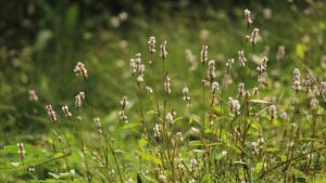 Polygonum aviculare: una pianta benefica o tossica?