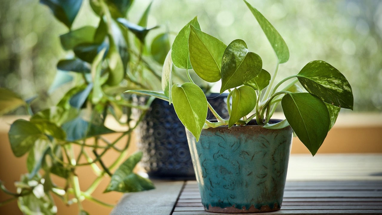 pothos filodendro