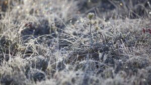 Cura del prato invernale: ti sveliamo la temperatura alla quale l’erba smette di crescere