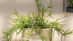 Come coltivare la Rhipsalis, una pianta facile e robusta ideale per la vostra casa