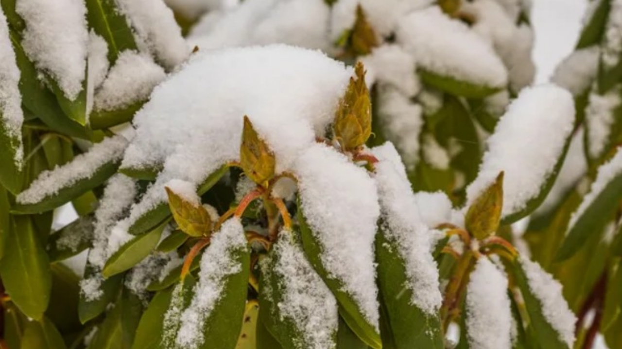 rododendri e neve