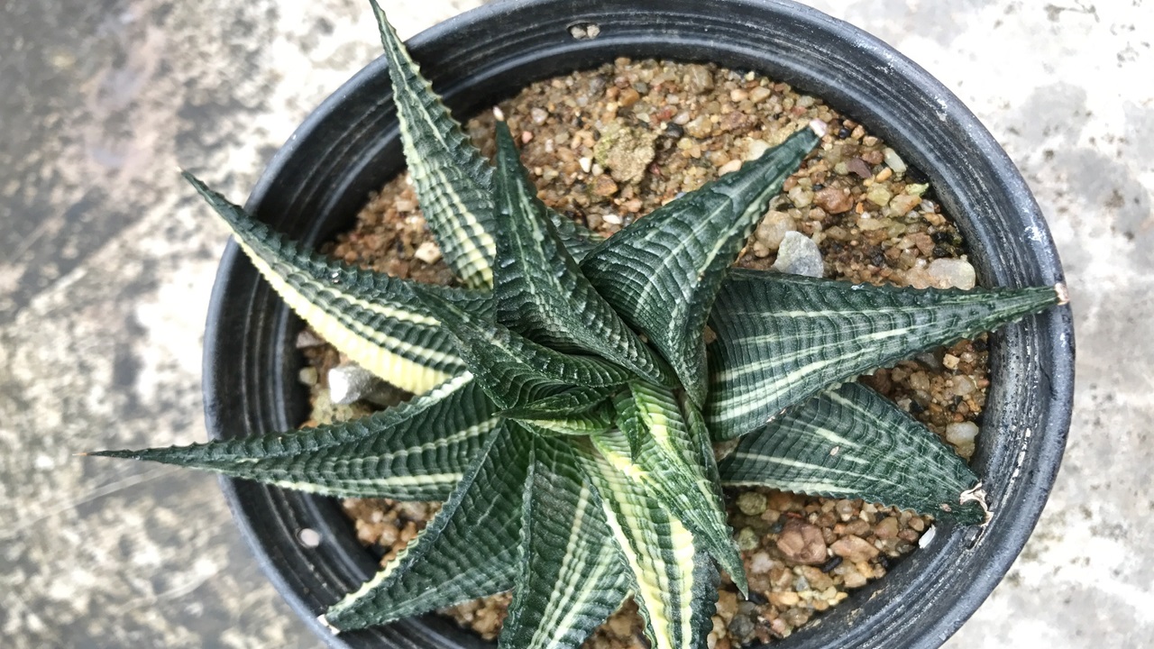 sansevieria cani gatti