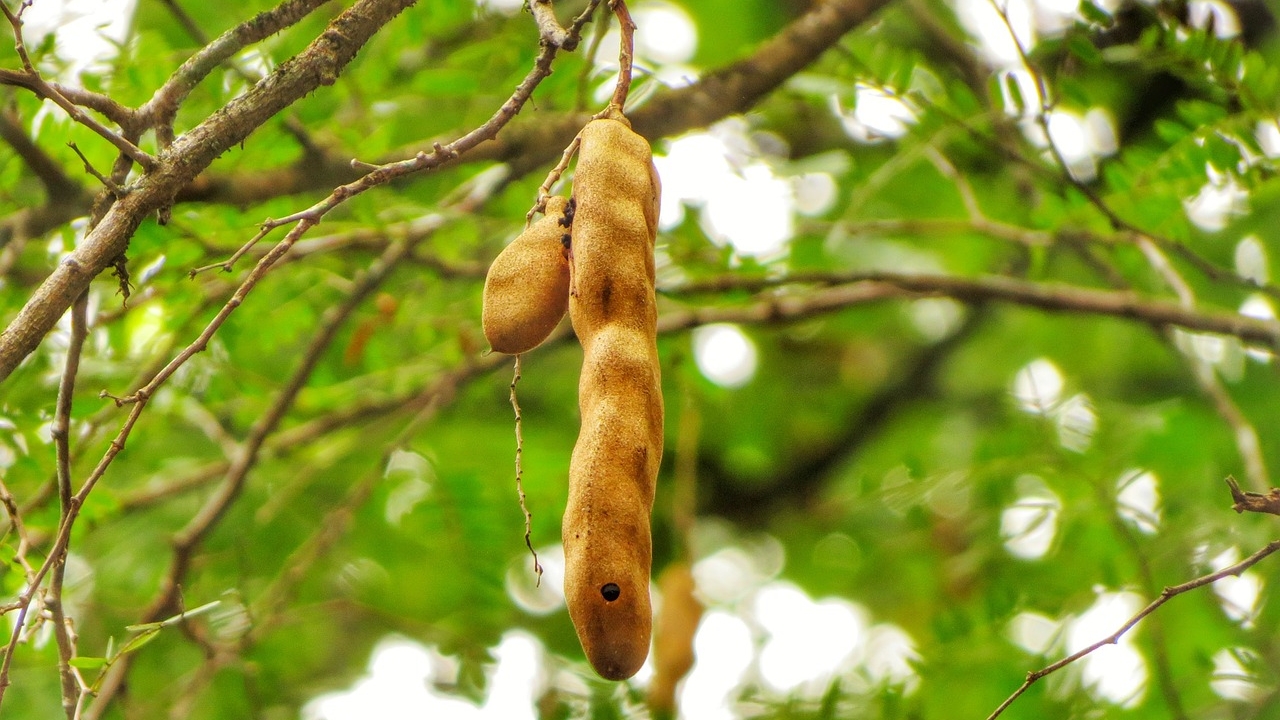 pianta di tamarindo