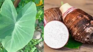 Taro (Colocasia esculenta): vi sveliamo tutto il potere di questa pianta