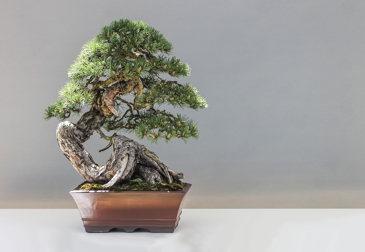 Ulivi bonsai: pianta che non va messa in terracotta