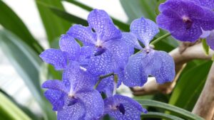 Vanda coerulea: segreti per coltivare con successo questa bellissima orchidea blu