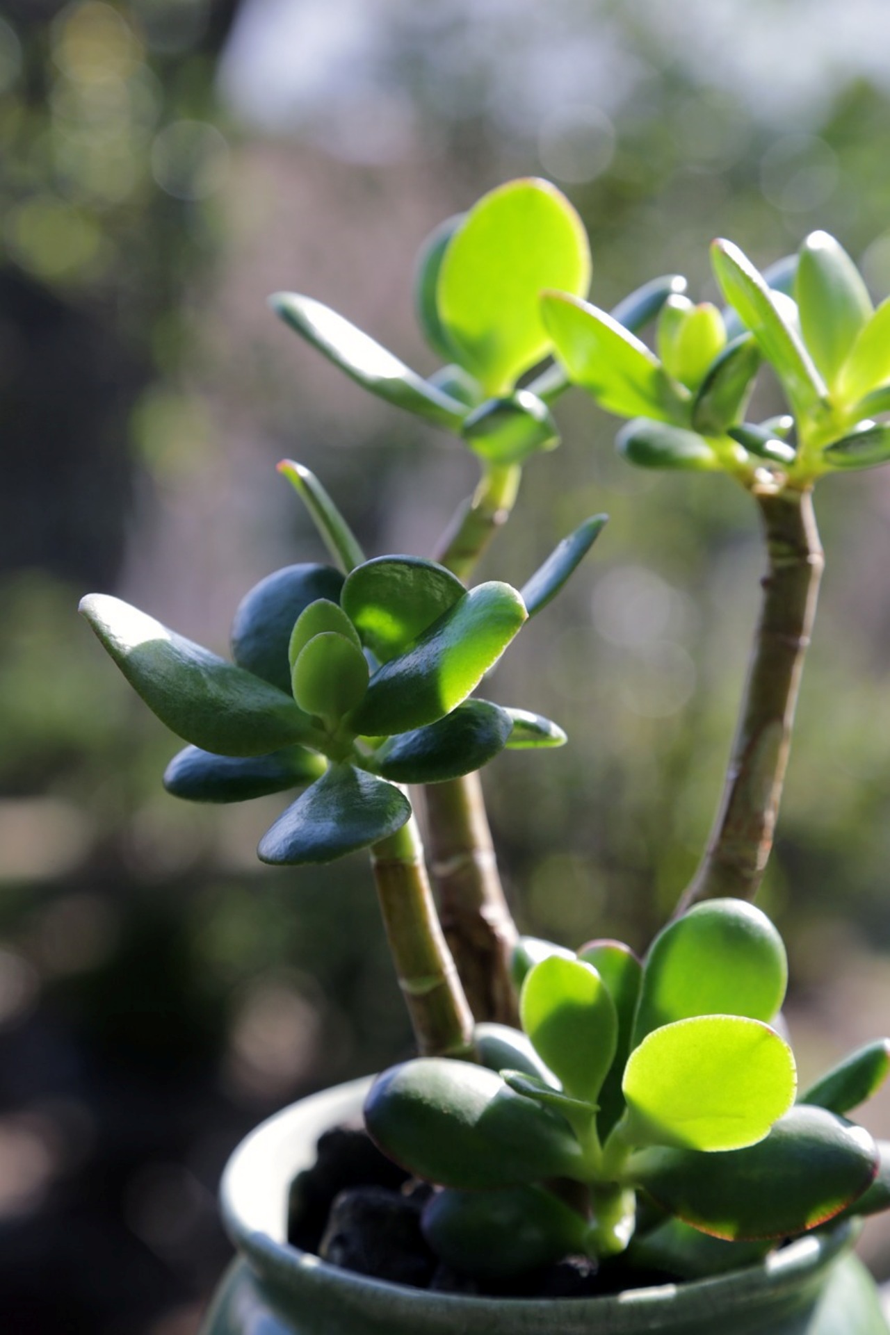 Albero di Giada: come curare le sue foglie