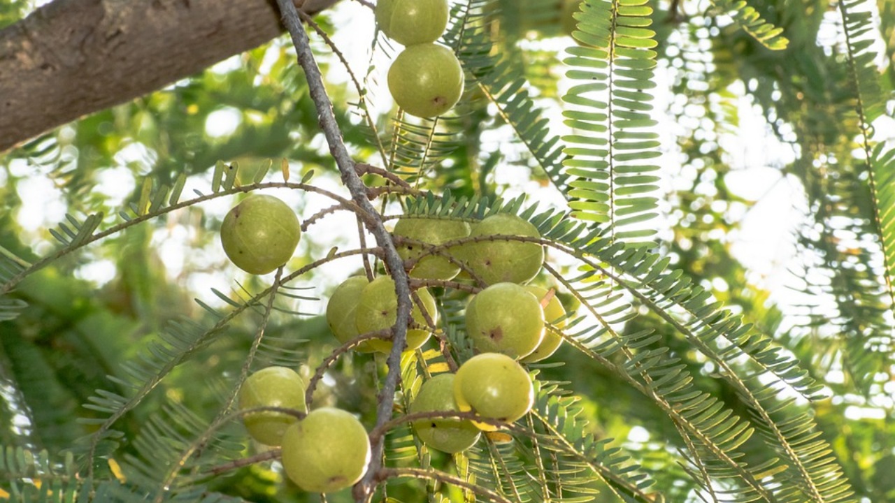 Amla: uva spina indiana