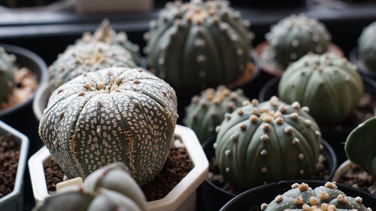 Astrophytum cactus senza spine