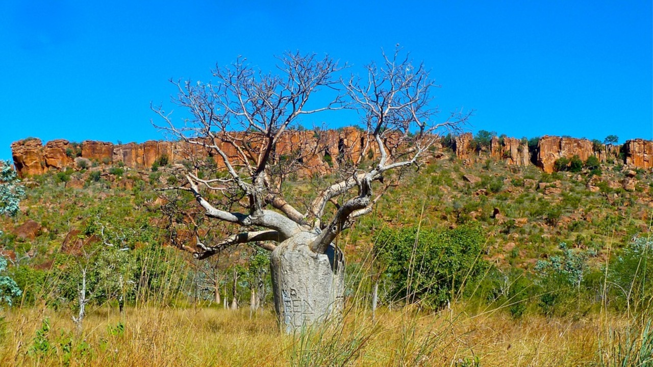 Albero bottiglia