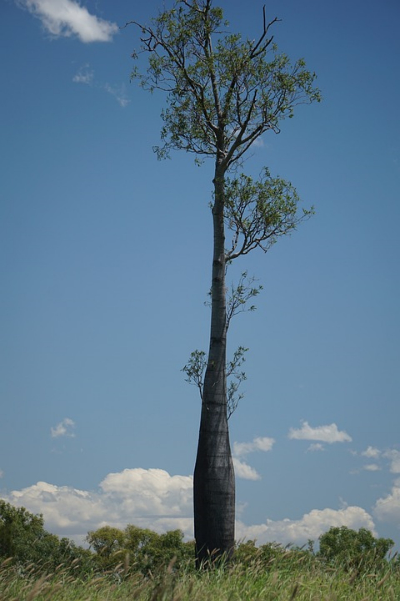 Albero bottiglia