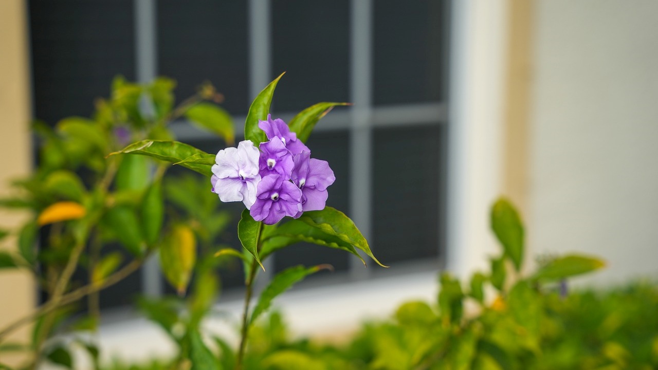 Brunfelsia: una pianta dai fiori cangianti