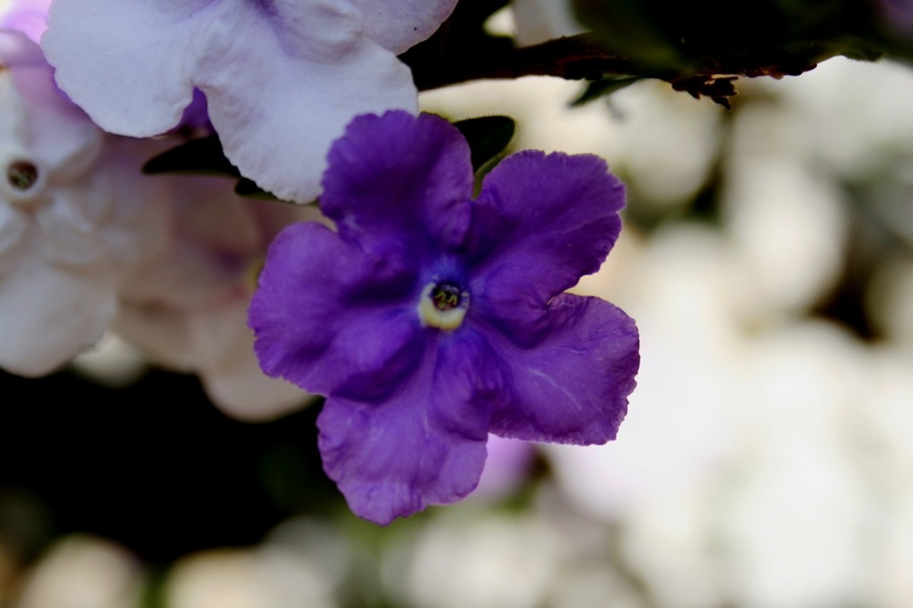 Brunfelsia: una pianta dai fiori cangianti