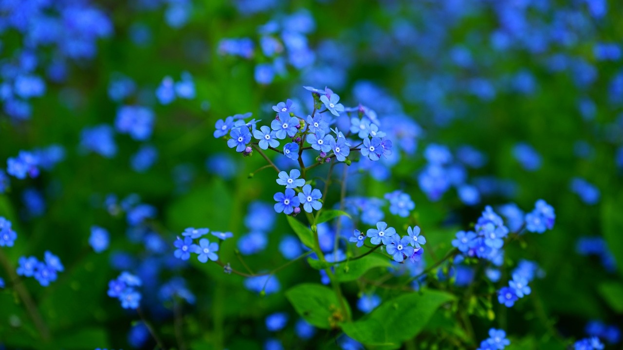 Brunnera macrophylla: pianta perenne