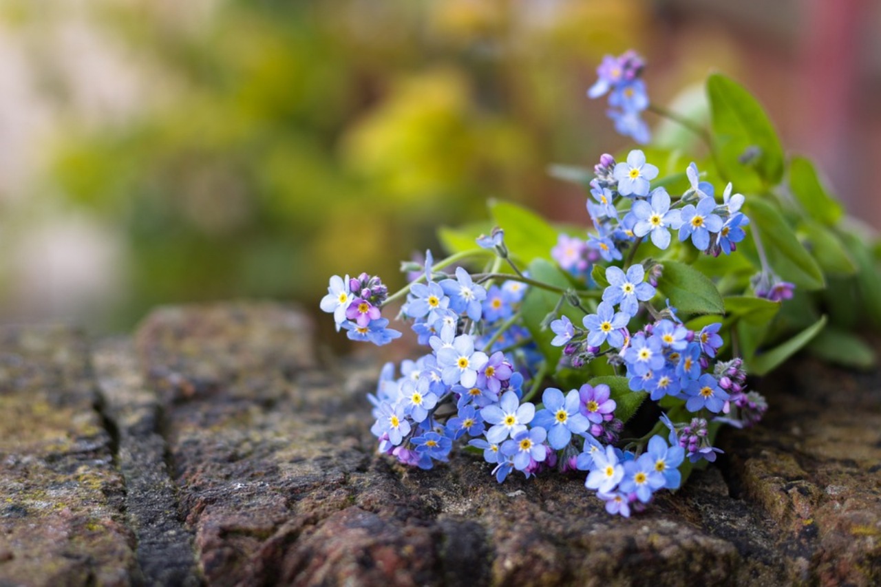 Brunnera macrophylla: pianta perenne