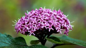 Segreti e consigli per far prosperare il tuo Clerodendrum in modo straordinario