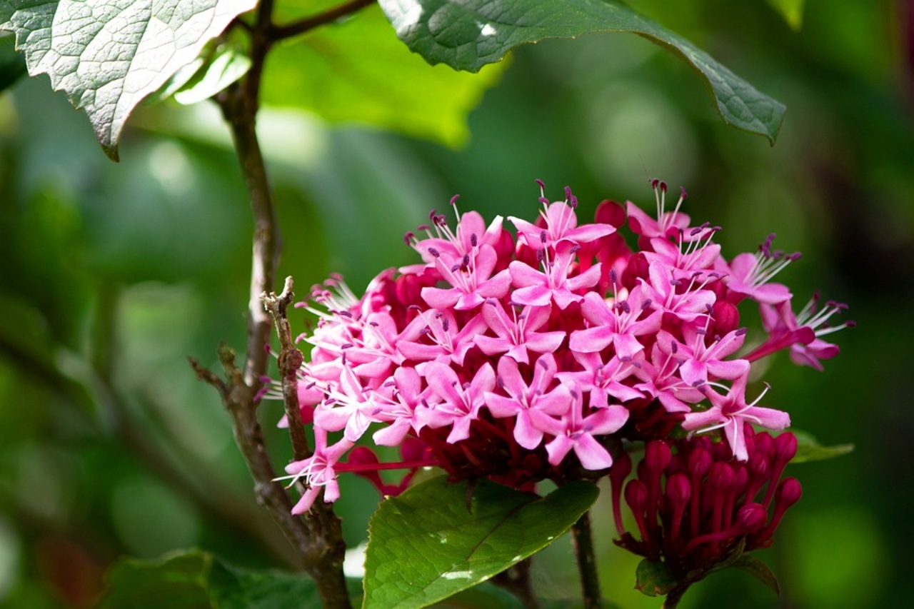 Clerodendrum: come gestirlo al meglio