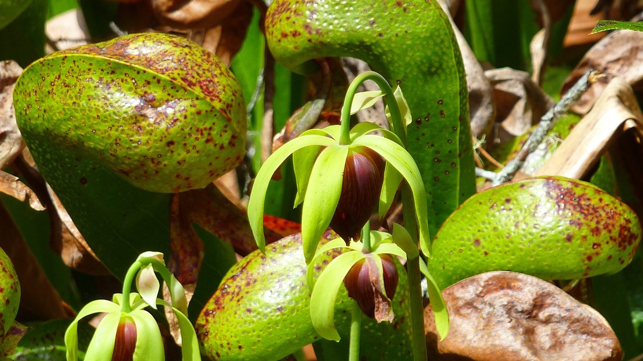 Pianta cobra