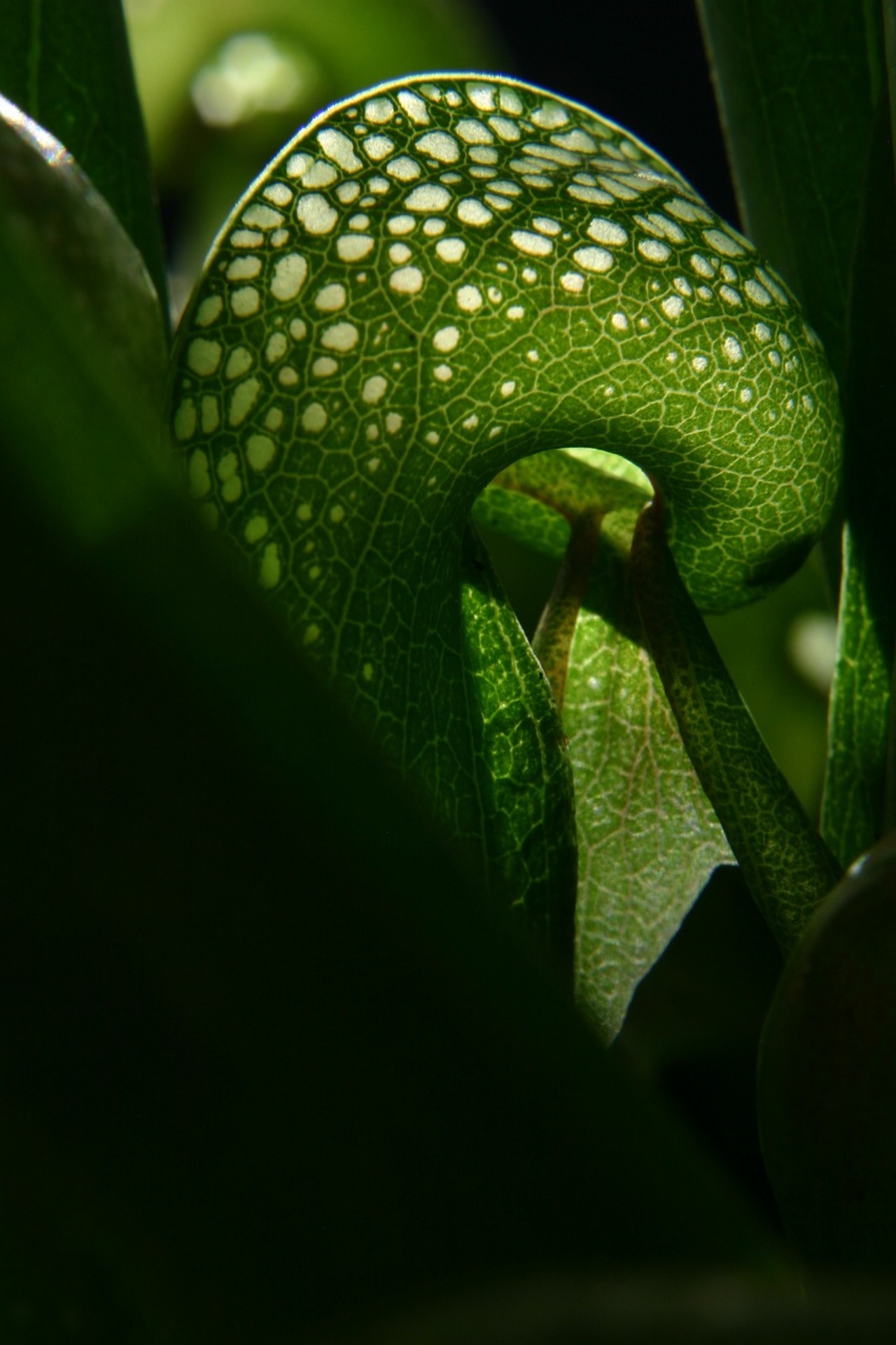 Pianta cobra