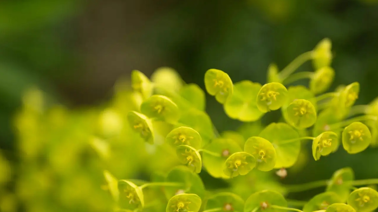 steli di euphorbia hirta